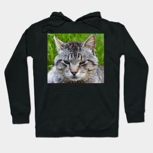 Close-up of a cat's muzzle Hoodie